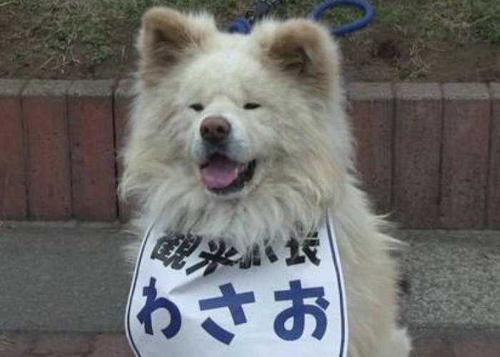 日本青森县鰺泽町人气秋田犬WASAO离世终年13岁