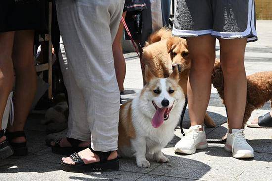 长沙公安在社区宣传文明养犬