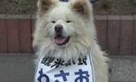 日本青森县鰺泽町人气秋田犬WASAO离世 终年13岁