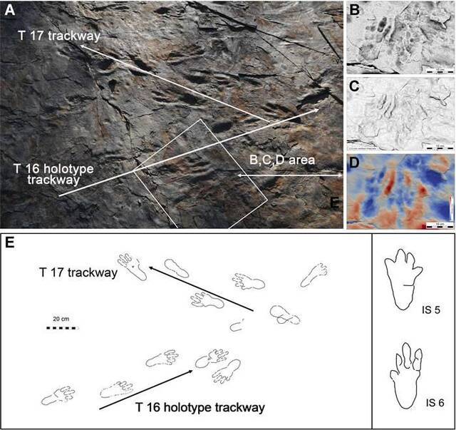韩国发现的足迹化石来自双足行走的现代鳄鱼祖先之前曾被认为是巨型翼龙足迹