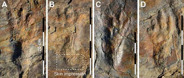 韩国发现的足迹化石来自双足行走的现代鳄鱼祖先之前曾被认为是巨型翼龙足迹