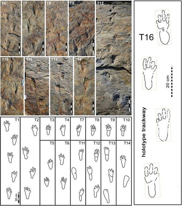 韩国发现的足迹化石来自双足行走的现代鳄鱼祖先之前曾被认为是巨型翼龙足迹