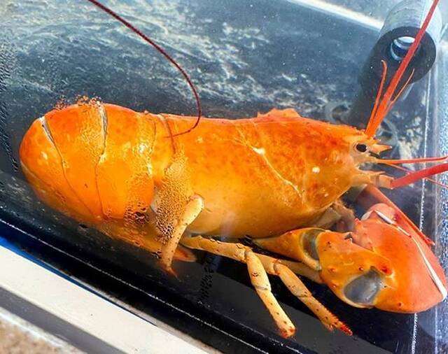 美国麻萨诸塞州海鲜餐厅出现超级罕见的橘色龙虾机率大约是3000万分之1