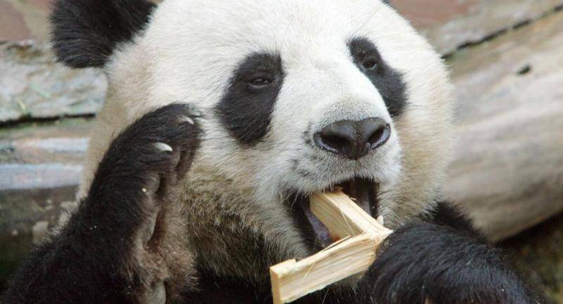 受疫情影响资金困难 芬兰或提前将两只大熊猫送回