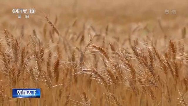 全国麦收过八成 冬小麦主产区机收超2.6亿亩