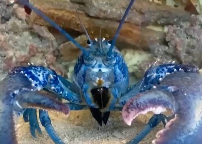 餐厅去年亦收到蓝色龙虾，如今已安居水族馆。