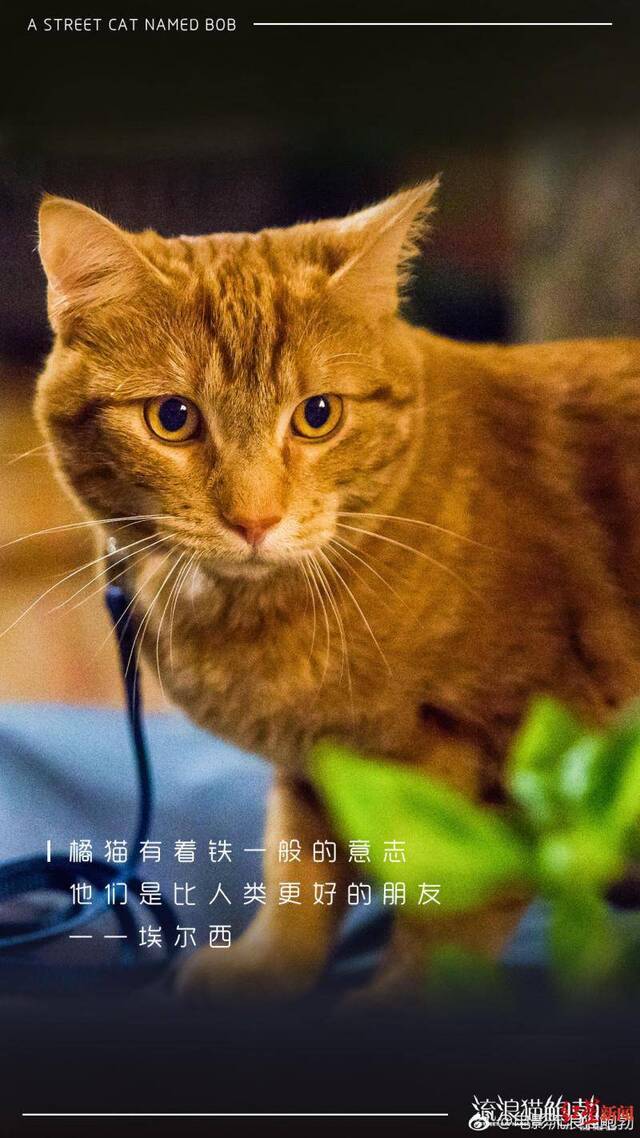 看过《流浪猫鲍勃》吗？它的主角回喵星了