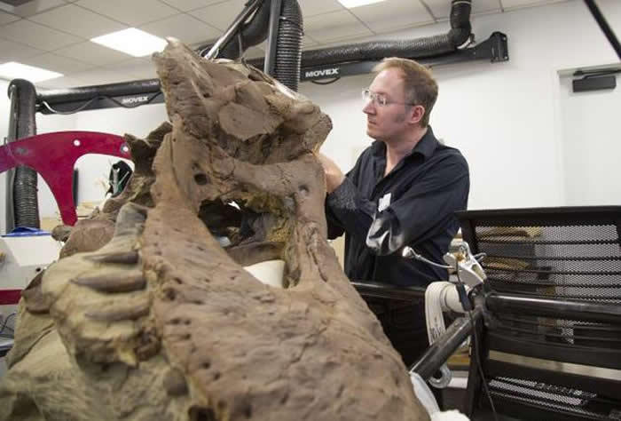 美国西雅图博克自然历史文化博物馆古生物学家托马斯•卡尔正在检查被称为“爱塔夫斯之爱”的霸王龙头骨。