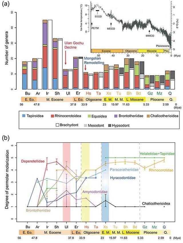 亚洲新生代奇蹄类多样性的变化和奇蹄类不同支系前臼齿臼齿化的程度（白滨供图）