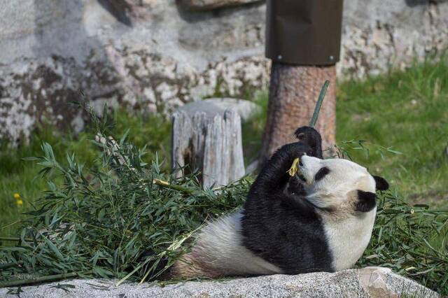 芬兰动物园回应：不缺竹子，没有讨论送大熊猫回中国