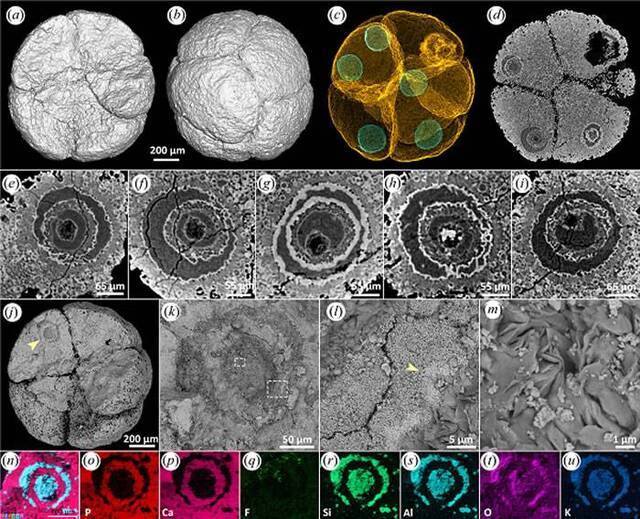 瓮安生物群中一枚破损的胚胎化石(Megasphaera)标本，每个细胞内都保存了一个外轮廓规则的细胞核，细胞核内部发生了多次期、多重矿物相交代和充填