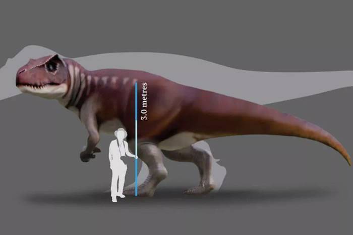 新研究通过昆士兰煤矿中发现的足迹化石确定在澳大利亚发现最大的肉食性恐龙