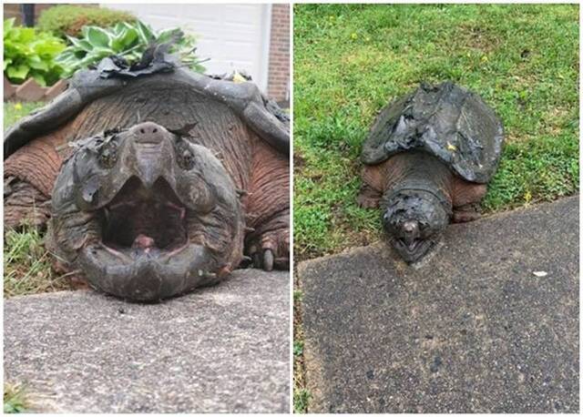 美国维珍尼亚州北部郊区民居惊现29公斤大鳄龟