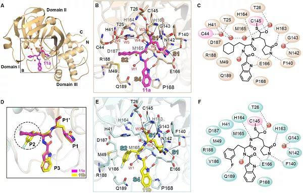化合物11a和11b与SARS-CoV-2主蛋白酶晶体复合物及结合模型