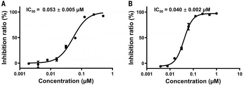 化合物11a（图A）和11b（图B）对新冠病毒Mpro的抑制活性情况