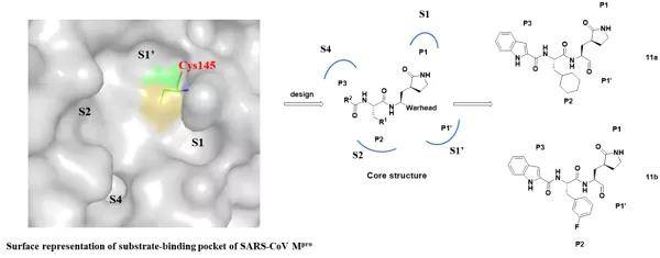 SARS-CoV-2主蛋白酶抑制剂的设计策略及化合物11a和11b的化学结构