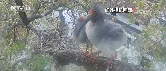 陕西汉中：17岁高龄朱鹮成功产卵并孵化宝宝