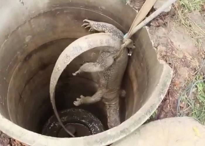 泰国红统府水巨蜥被困井底救援人员施救反遭追咬