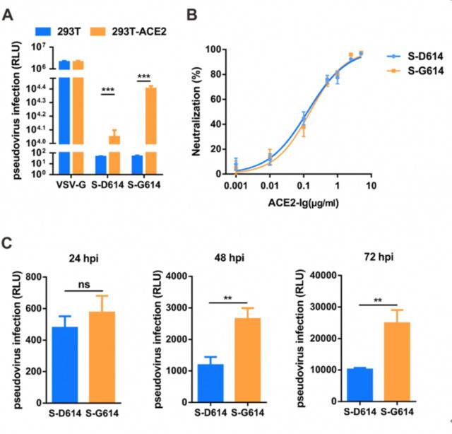 S-G614蛋白假型病毒显示出感染力有所增加