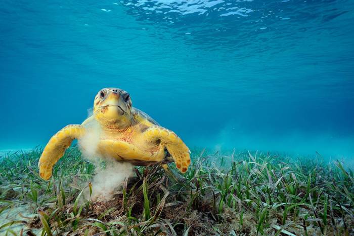 一只赤文档龟在吃海草。这种动物会搅起海床泥沙，能将数万只搭便车的微小动物载到自己身上，例如线虫、甲壳类、水螅。 PHOTOGRAPH BY BRIAN SKE