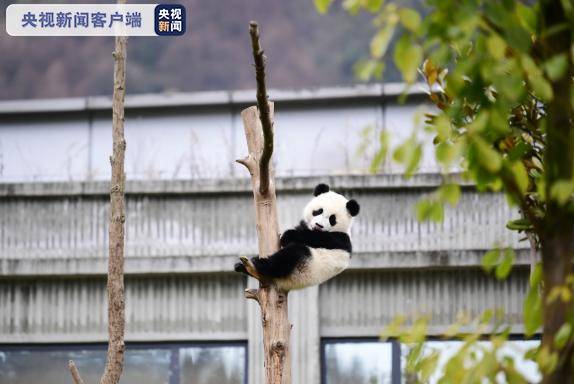 中国大熊猫保护研究中心迎来今年国内首只宝宝