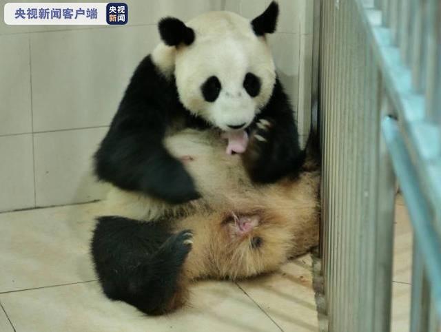 中国大熊猫保护研究中心迎来今年国内首只宝宝