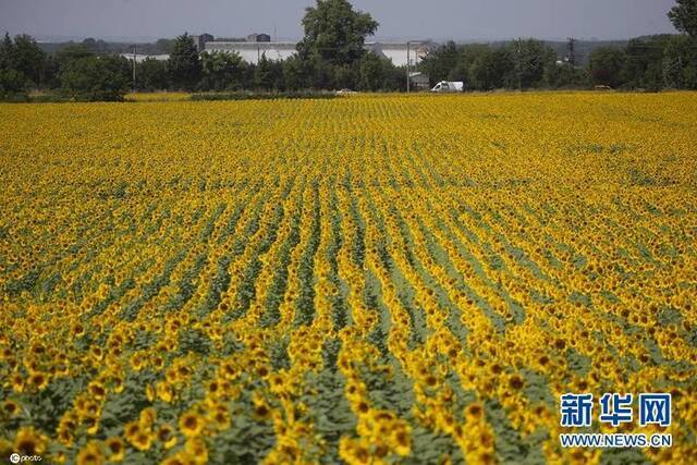 土耳其向日葵花海夏日绽放金灿灿美不胜收