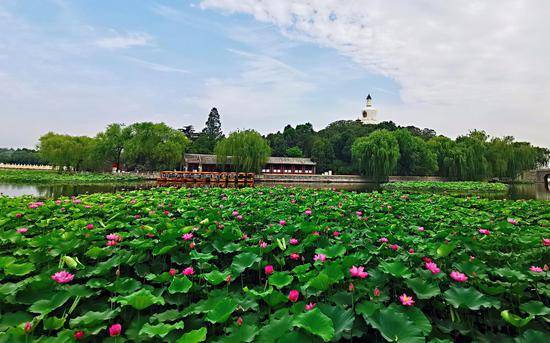 北海公园荷花盛开。北京市公园管理中心供图