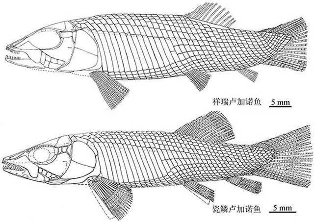 卢加诺鱼复原图（徐光辉供图）