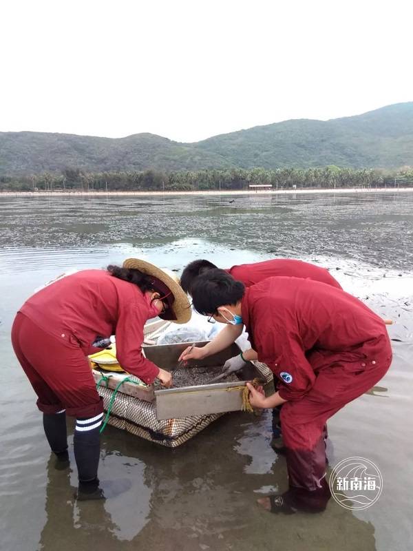 △图为底栖生物采样