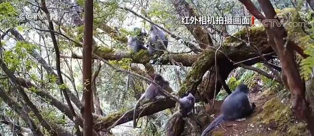 云南：红外相机拍到灰叶猴 种群数量明显上升
