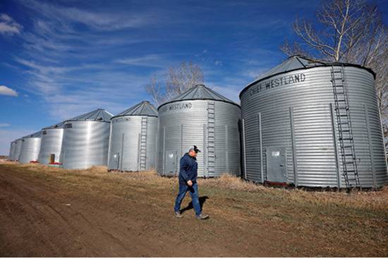 2019年4月12日，一位加拿大阿尔伯塔（Alberta）省从事油菜籽种植的农民巡查油菜籽存储仓。