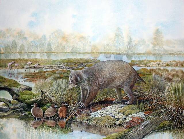 澳大利亚发现渐新世时期神秘新动物化石Mukupirna大小为现代袋熊四倍