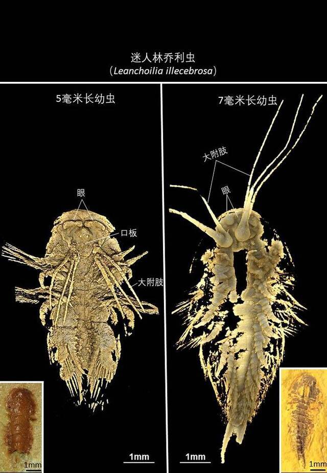 澄江生物群迷人林乔利虫幼虫标本照片及CT三维图像