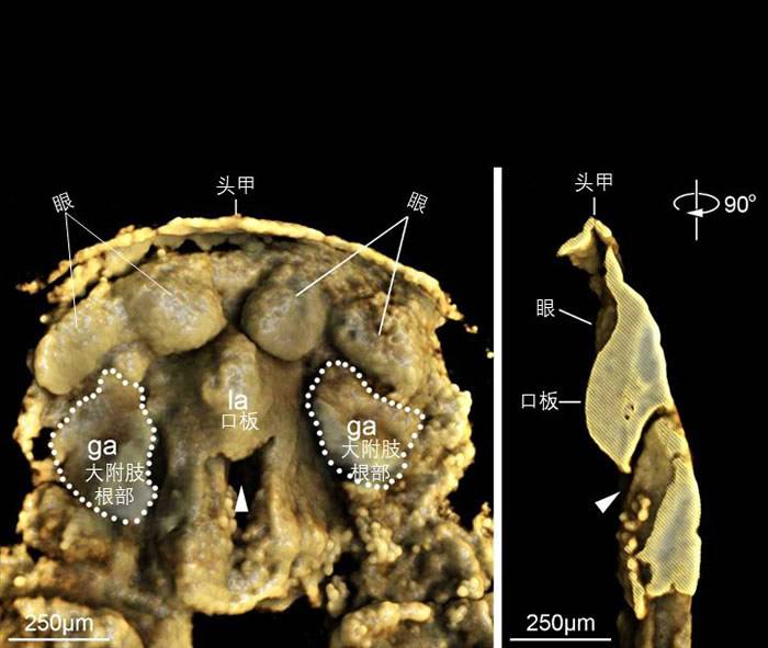 澄江生物群迷人林乔利虫幼虫头部CT三维图像（左图）及纵向解剖图（右图）