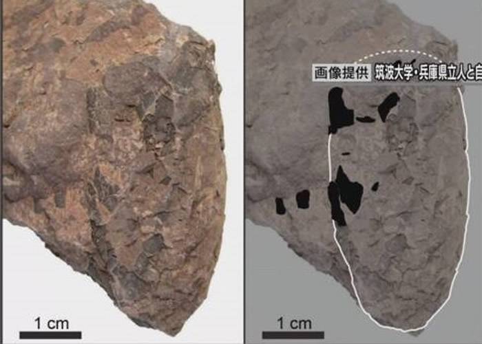 日本兵库县丹波市1.1亿年前白垩纪地层中发现世界上最小新品种恐龙蛋化石