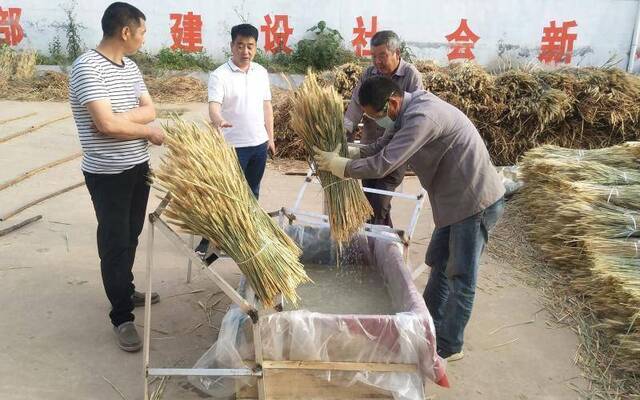 河南村民小麦收完不当粮食卖 经过3轮浸泡制成“干花”