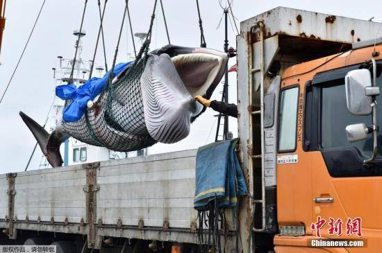 2019年7月1日，日本北海道钏路港，一头刚刚被捕获的小须鲸被起重机吊到卡车上前往鱼肉市场。