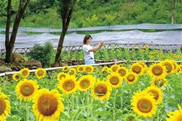 向日葵“花海”绽放钦寸水库