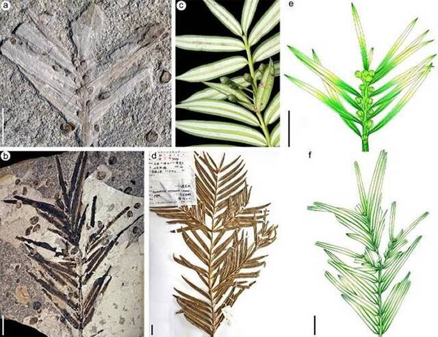 (a,b)中-晚侏罗世道虎沟生物群穗花杉化石(c,d)现生穗花杉(e,f)中-晚侏罗世道虎沟生物群穗花杉化石重建图