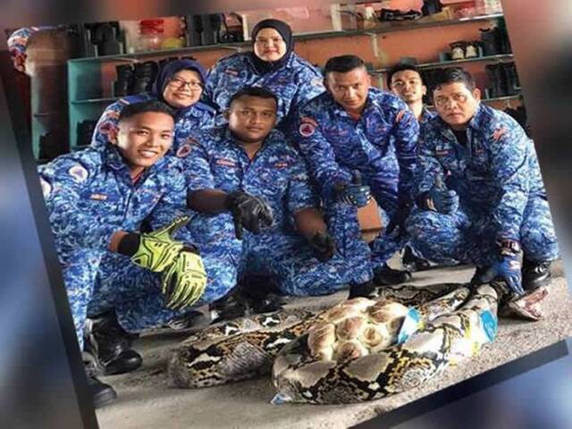 马来西亚男子在打扫自家后院时发现长达5公尺的大蟒蛇蛇洞内还有50颗蛇蛋