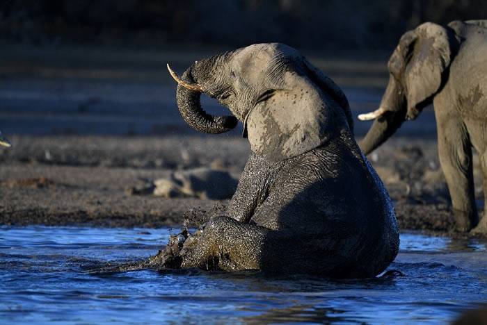 非洲国家博茨瓦纳超过350头大象离奇猛然倒地死亡或是神经系统受创