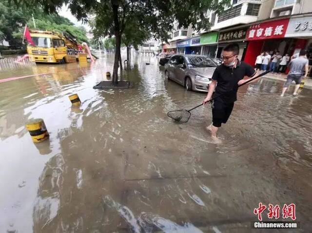 6月29日下午，武汉市洪山区一小区渍水点，连降暴雨小区湖里鱼儿外逃，一些市民雨后在渍水的马路上捕鱼。图片来源：人民视觉