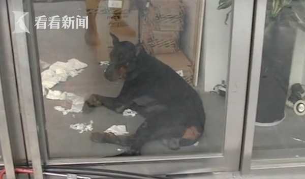 触目惊心！杜宾犬突然发狂连咬3人 主人也不放过