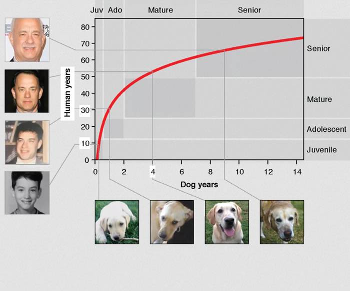美国研究人员想出计算狗生理年龄的精确公式取代“狗的一年等于人的七年”的计算方法