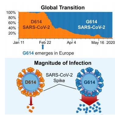 从D614到G614的全球传播变化。