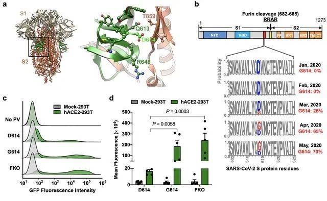 D614G突变与传染性增强有关。来源：Scripps Research