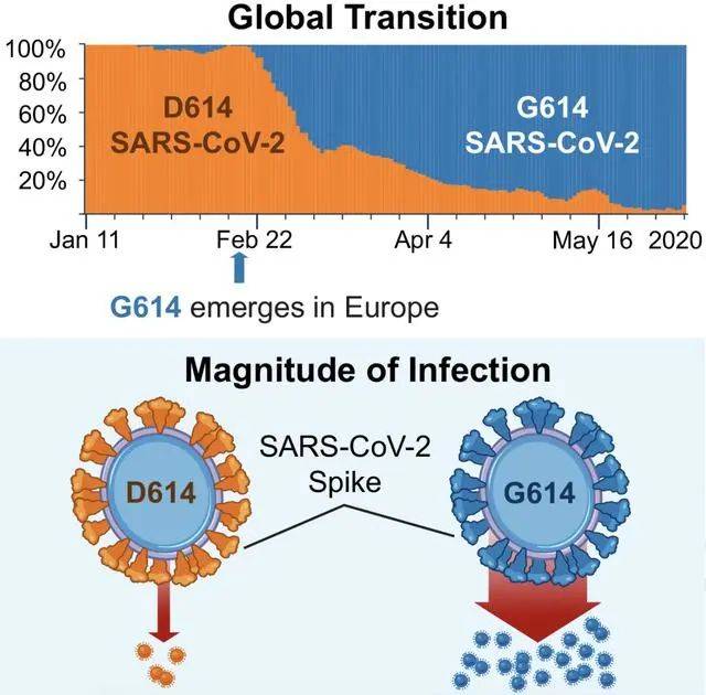 D614G毒株表面的刺突蛋白比原始毒株多 4到 5倍，突变后感染力增强。来源：Cell