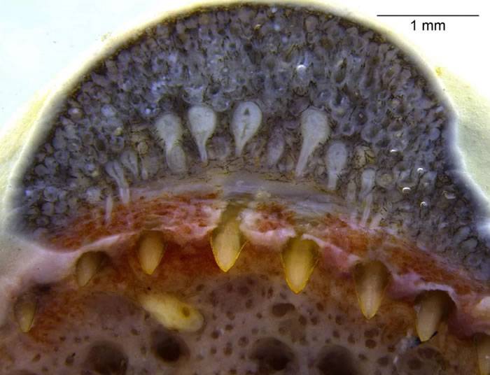 《iScience》杂志：科学家首次在两栖动物身上发现类似蛇的牙齿腺体证据