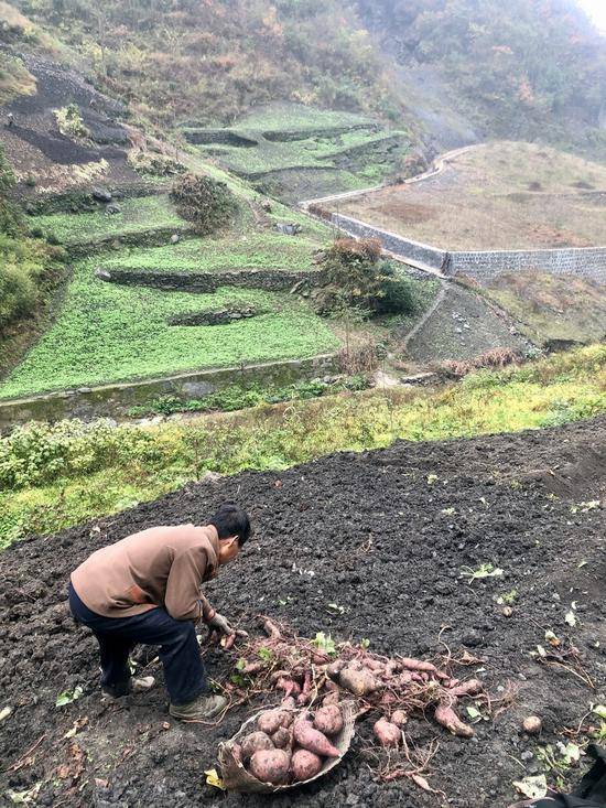 安康市白河县干子坪的一处修复的渣场，一位村民正在渣场旁边的山坡上挖红薯。